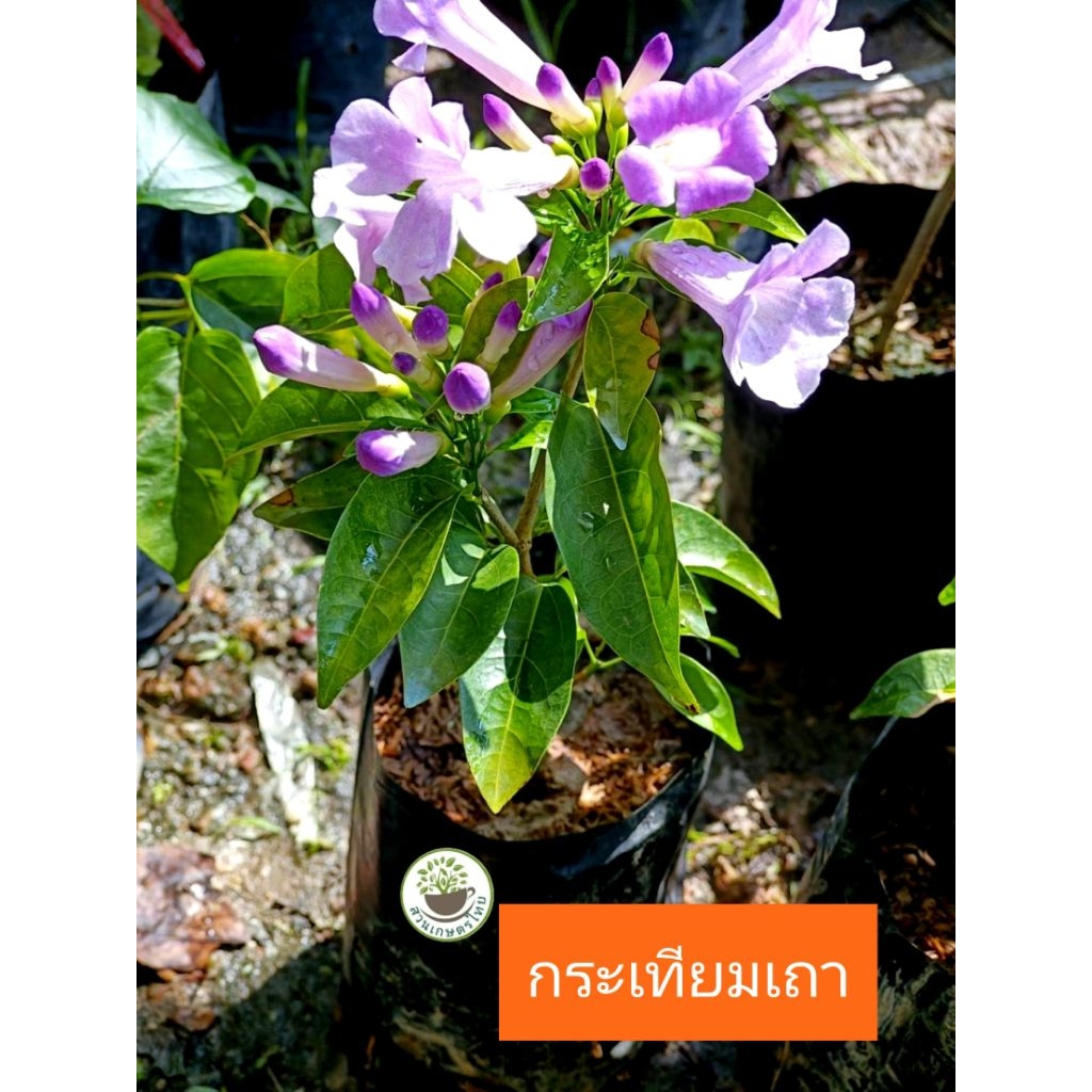 ต้นกระเทียมเถา ไม้เลื้อย ดอกสวย