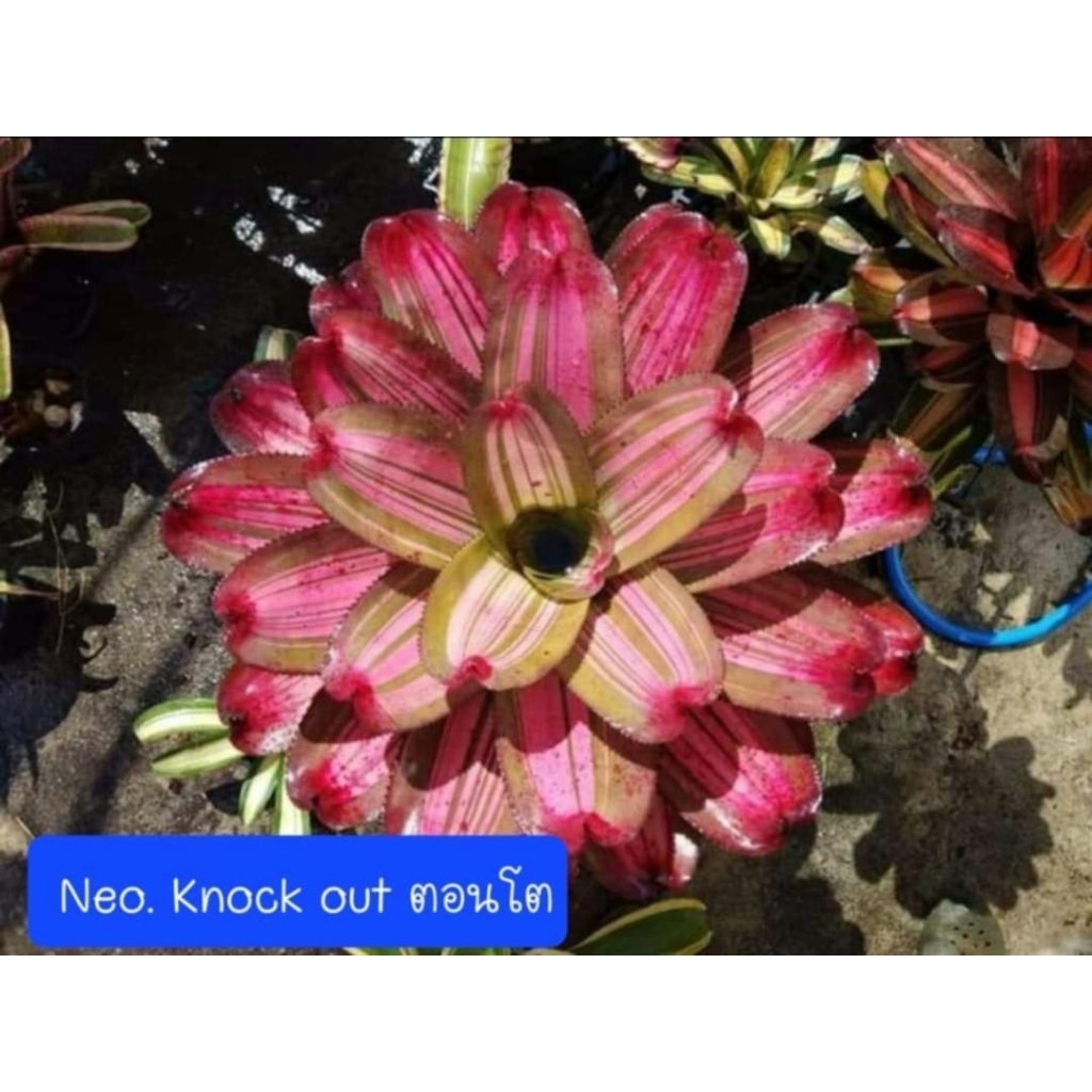 สับปะรดสี Neo. Knock out ต้นใหญ่มาก