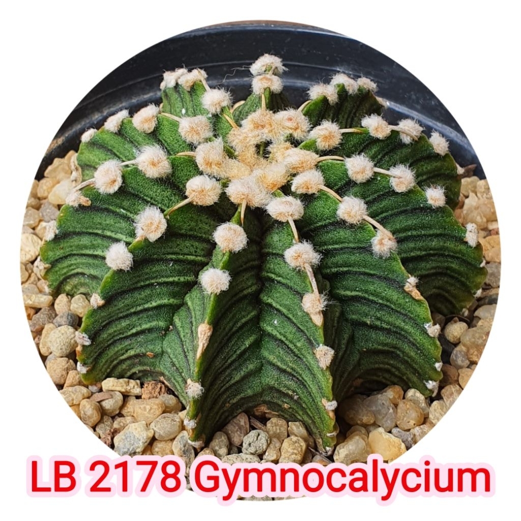 ยิมโน LB 2178 Gymnocalycium แคคตัส กระบองเพชร ไม้เมล็ด