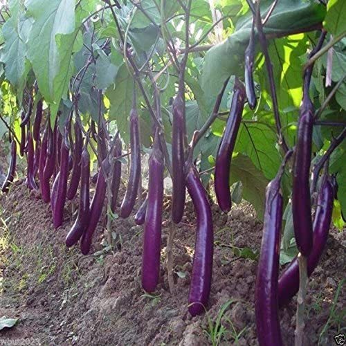 100เมล็ด Eggplant Seed เมล็ดพันธุ์แท้ นำเข้าจากต่างประเทศ ปลูกผัก สวนครัว ถูกดี