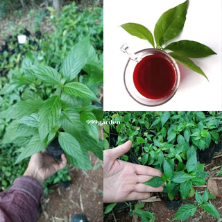 ต้นชาเลือดมังกร พันธุ์ใบใหญ่ / เล็ก (ชาสีแดง ชาสมุนไพร)