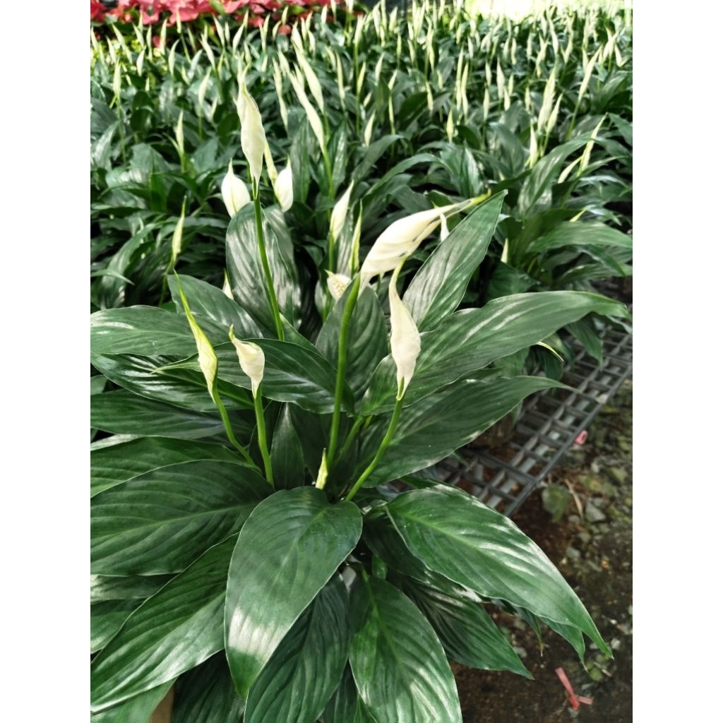 เดหลีใบมัน เดหลีใบดำ
Spathiphyllum spp.

