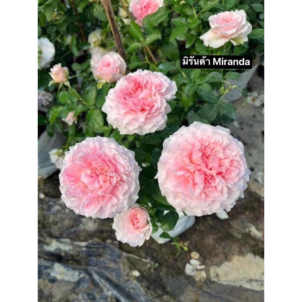 กุหลาบ-มิรันด้า ”Miranda“  สีชมพูตรงกลางขอบขาว-ชมพู กลีบดอกฟูๆ