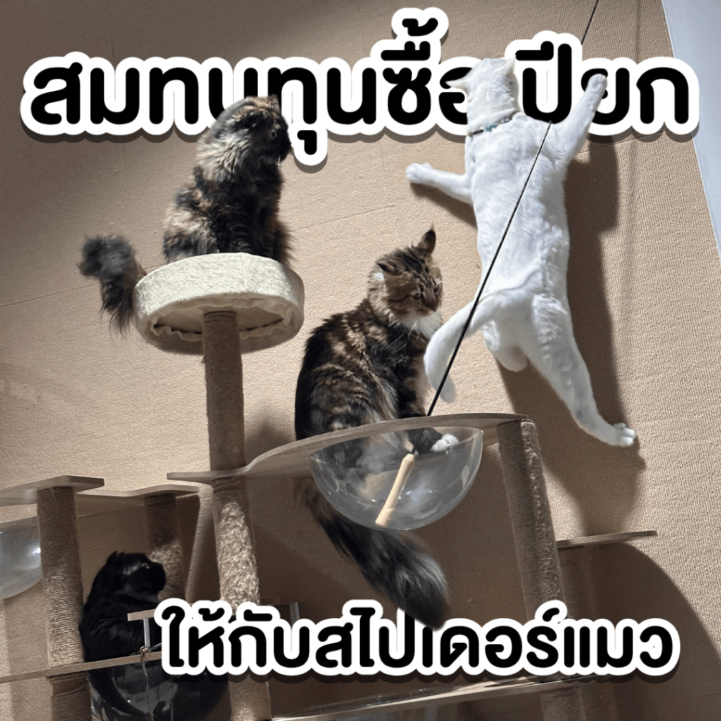 ทิปน้องแมว สมทบทุนซื้ออาหารเปียก ให้กับเหล่าสไปเดอร์แมว ผู้ที่ไม่เคยกอบกู้โลก วันๆ เอาแต่กินกับนอน แล้วก็ร้องแง๊วๆ