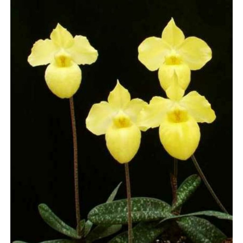 Paphiopedilum armeniacum กระถาง 4 นิ้ว