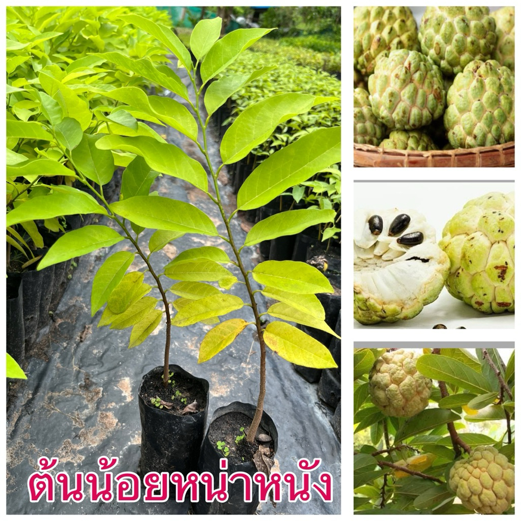 ต้นน้อยหน่าหนังภูพาน แบบเพาะเมล็ด 4ต้น80บาท สวยๆพร้อมส่งค่ะ