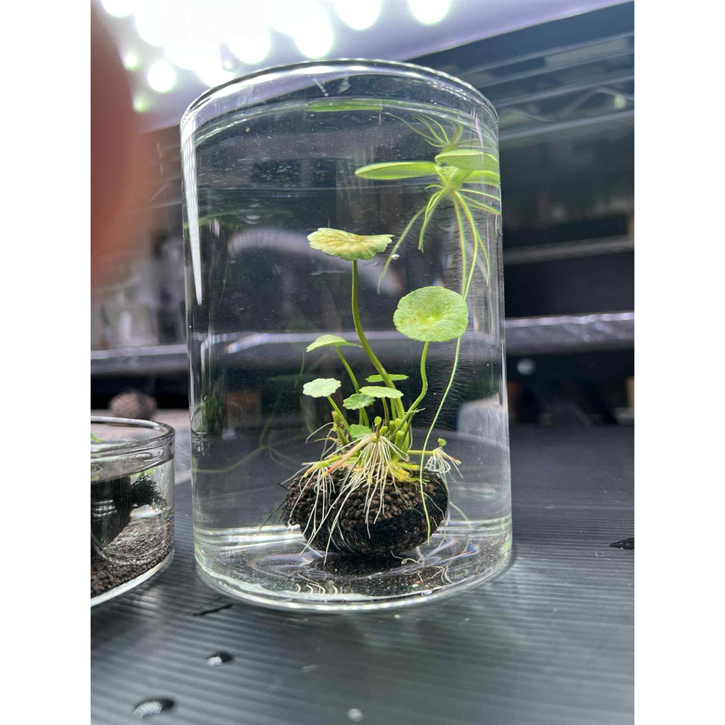 วาบิแว่นแก้วเขียว พร้อมปลูก ไม่มีco2เลี้ยงได้ เลี้ยงง่าย ต้นไม้น้ำ