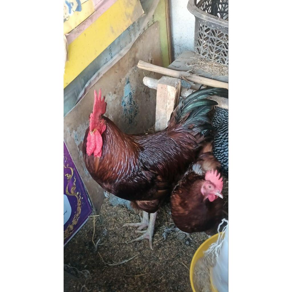 ไข่เชื้อไก่ไข่โรดไอส์แลนด์เรด สายพันธุ์อเมริกา จำนวน 5 ฟอง