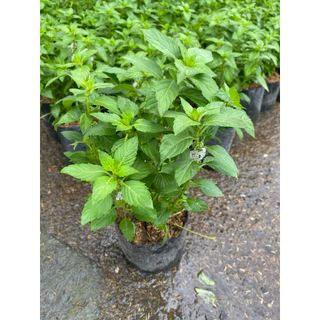 ต้นมินต์-ต้นเปปเปอร์มินต์ (Peppermint) จัดส่งแบบถุงชำ