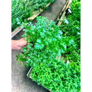 Italian Parsley / Flat Leaf Parsley ต้นพันธุ์ พาร์สลีย์ อิตาเลียน หรือ ผักชีอิตาลี (ใบแบน) ผักสวนครัว สมุนไพรฝรั่ง