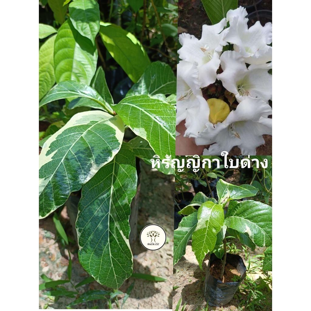 ต้นหิรัญญิการ์ ใบด่าง ออกดอกทั้งปี ไม้เลื้อย ดอกสีขาว