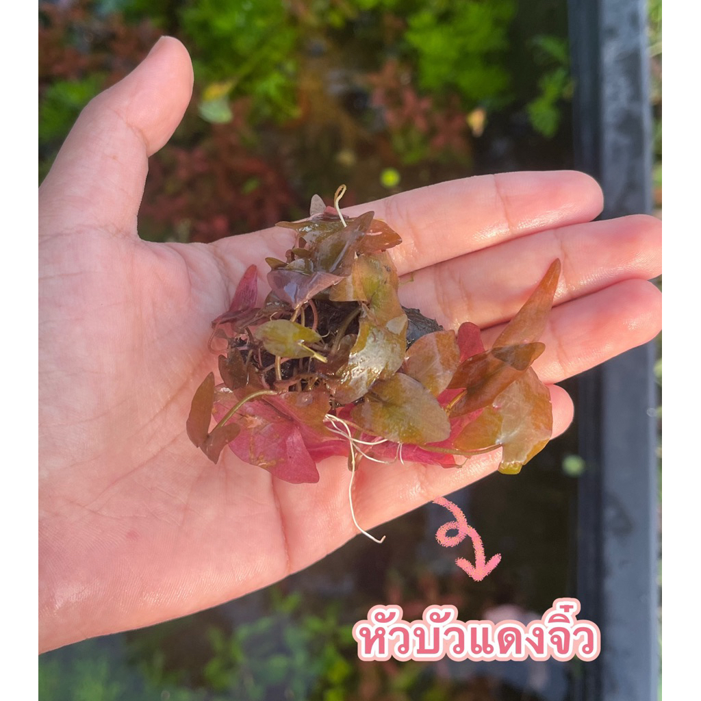 หัวบัวแดงอันเล็กน่ารัก