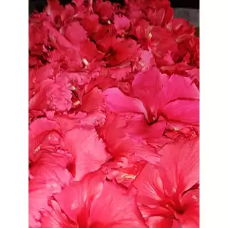 ชาดอกชบา Hibiscus Tea บรรจุ 10 ซอง ดอกชบาอบแห้งจากธรรมชาติ ชาดอกไม้ เครื่องดื่มสมุนไพร