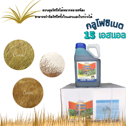 (ยกลัง6กล.) #กลูโฟซิเนต (แกลลอนใส) ขนาด 4 ลิตร เผาไหม้ สูตรเข้มข้น