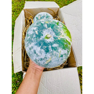 ฟักหอมสด หอมๆ ใส่แกงหอมมาก พืชผักติดครัว ได้หลากหลายเมนู พร้…