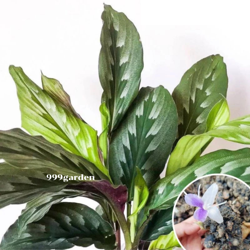 ว่านทิพยเนตร / ว่านหาวนอน ส่งเป็นหัว ( ว่านมหามงคล kaempferia rotunda ต้นทิพยเนตร)