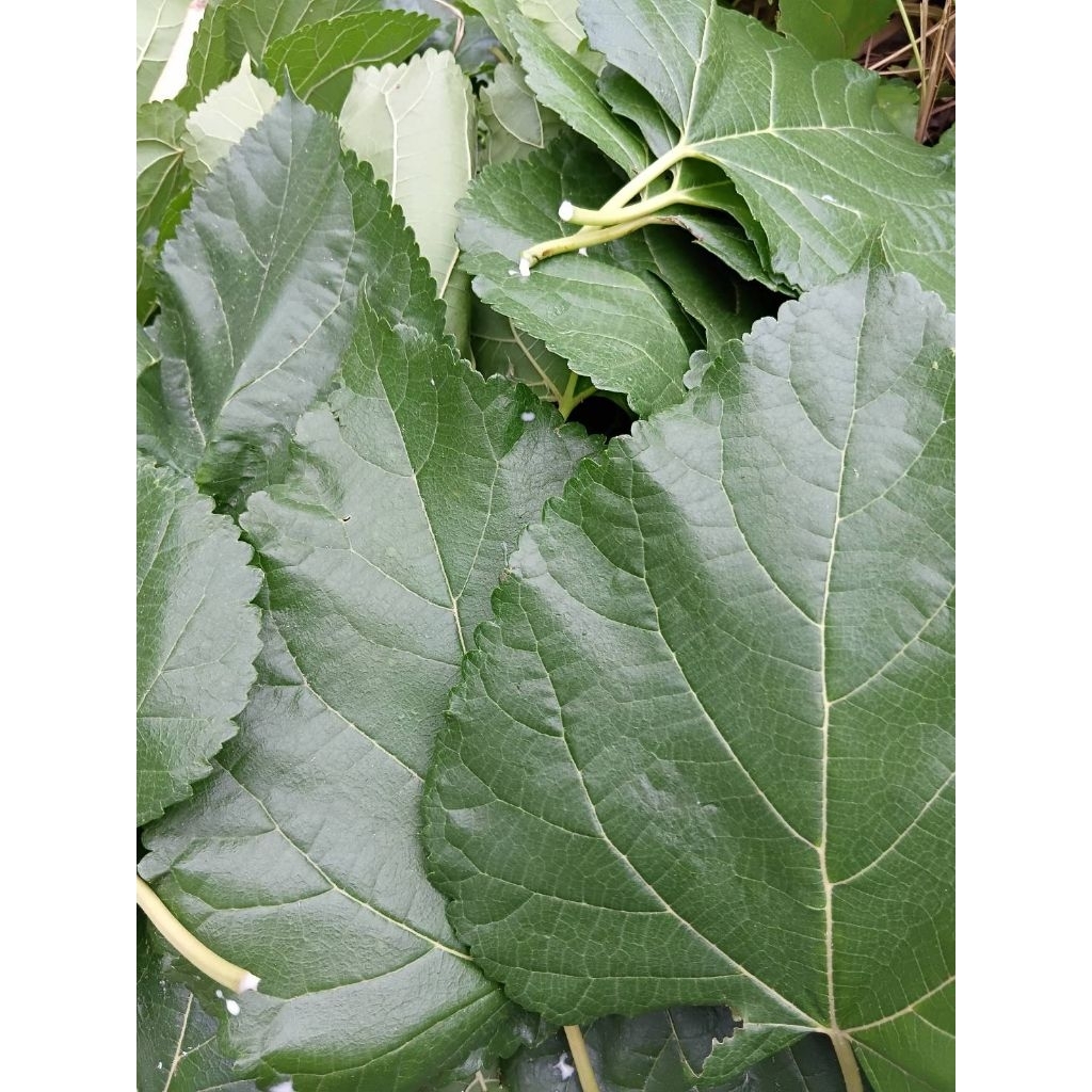 กิ่งพันธุ์หม่อนบุรีรัมย์ 60 ใบใหญ่  ( 15กิ่ง) - รูปที่ 5