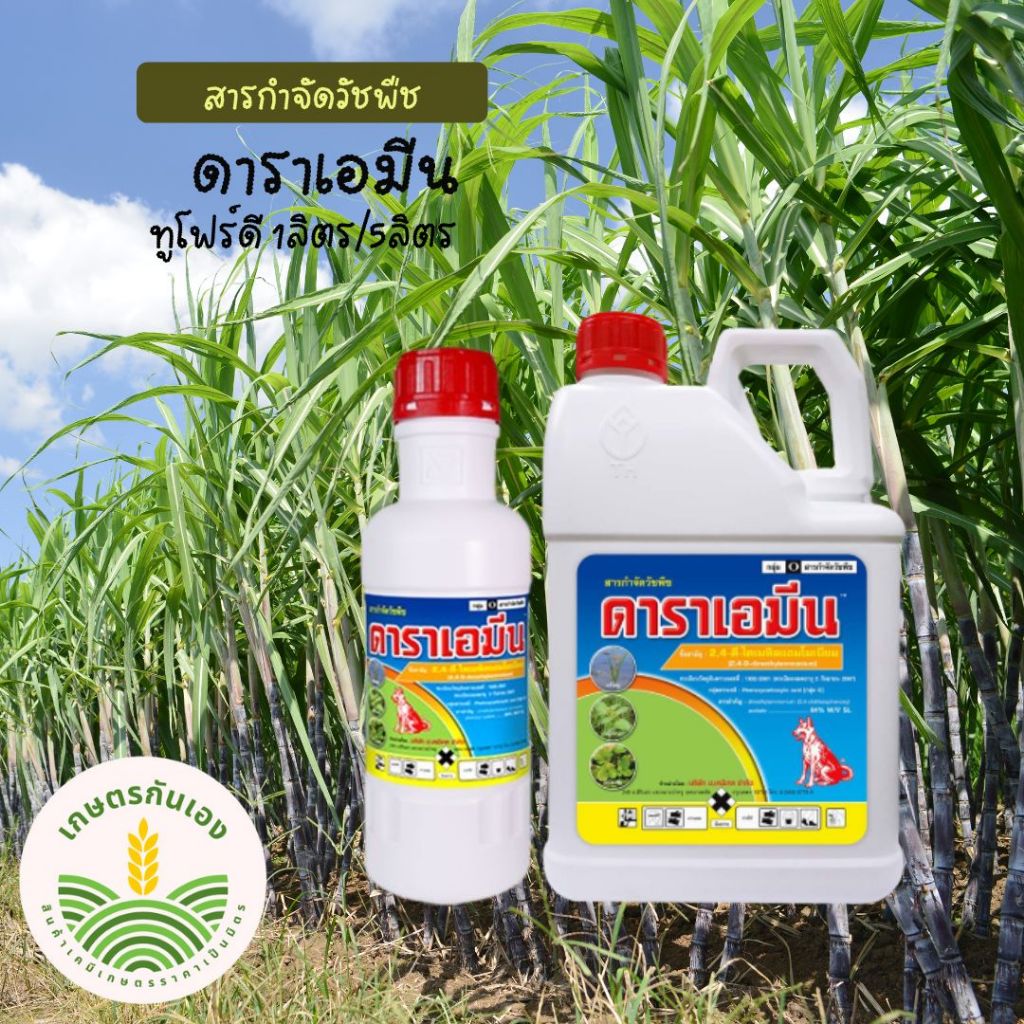 ดาราเอมีน 2-4Dน้ำ กำจัดวัชพืชใบกว้าง ตราหมาแดง ขนาด 1ลิตร/5ลิตร