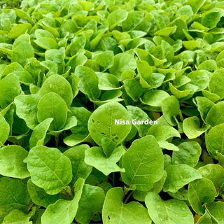 Nisa Garden ต้นกล้ามะเขือเปราะ F1 น้ำหยด ราชบุรี แข็งแรง โตเร็ว 🔥(ซื้อ 10 แถมฟรี 2)🔥