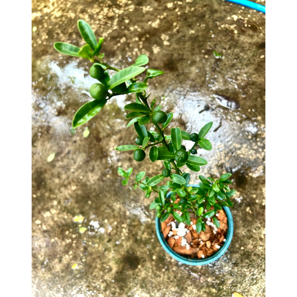 Japanese Yuzu🇯🇵Yuzu Citrus ต้นส้ม ยูซุ พันธุ์ลูกเล็กผลสีเหลือง เปลือกหอม ทำอาหารเครื่องดื่มมีวิตามินซีสูงต้านอนุมูลอิสระ - รูปที่ 6