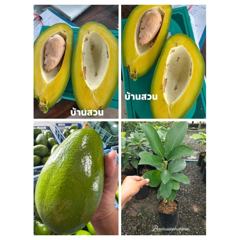 ต้นอะโวคาโดยักษ์คิวบา ต้นเสียบยอด60ซม