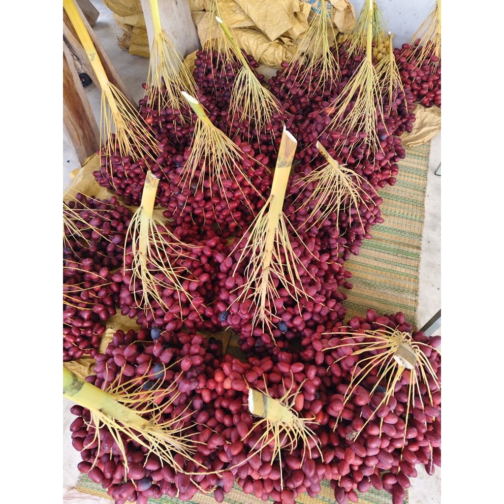 อินทผาลัมสด สายพันธุ์โคไนซี่ สีแดงฉ่ำ กรอบ หวาน อม ฝาด🔼เซต1กก.🔼