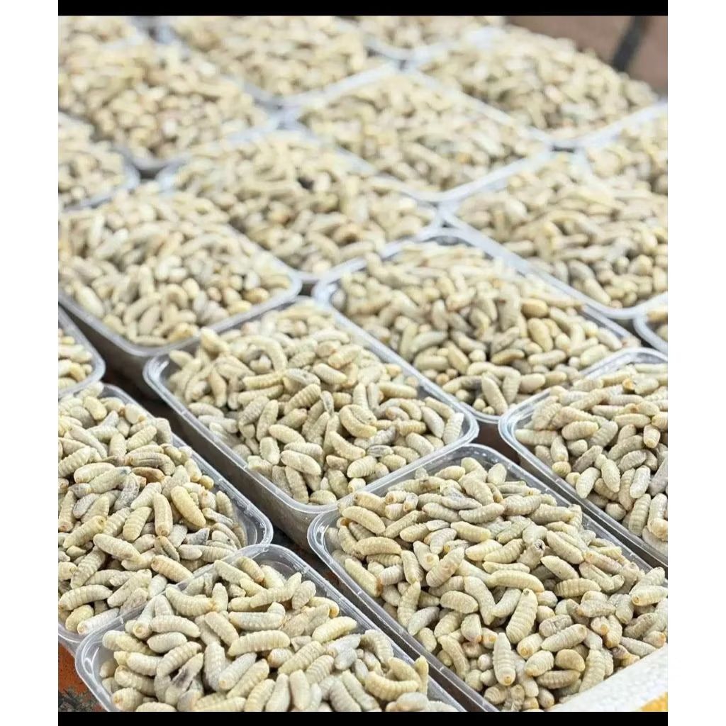 ต่อหัวเสือ ตัวต่อ ตัวใหญ่ๆ ของธรรมชาติชาวบ้านหาเอง (ส่งรถแช่เย็น) กล่อง 500 กรัม