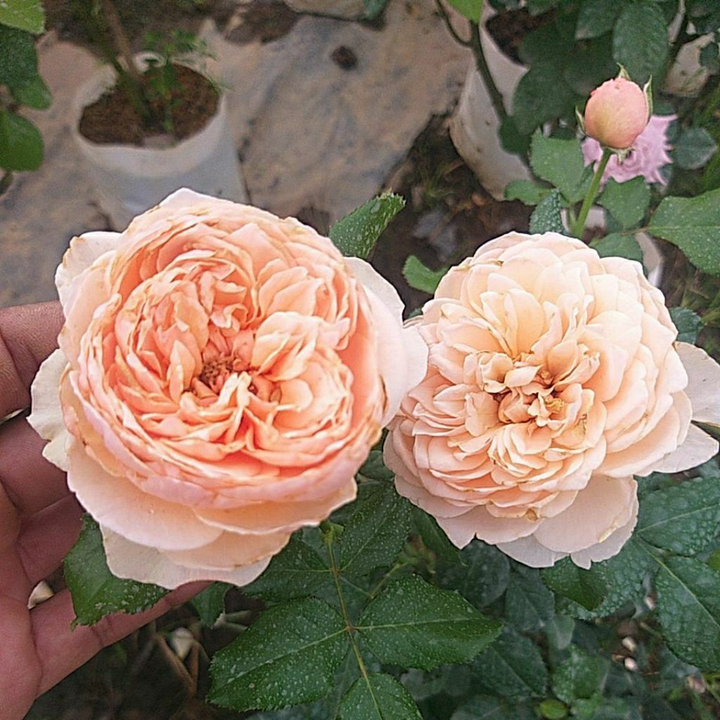 ⚘กุหลาบ Masora เลื้อยหอม เลี้ยงง่าย มือใหม่ปลูกใด้🌹 "มาโซระ"🌹