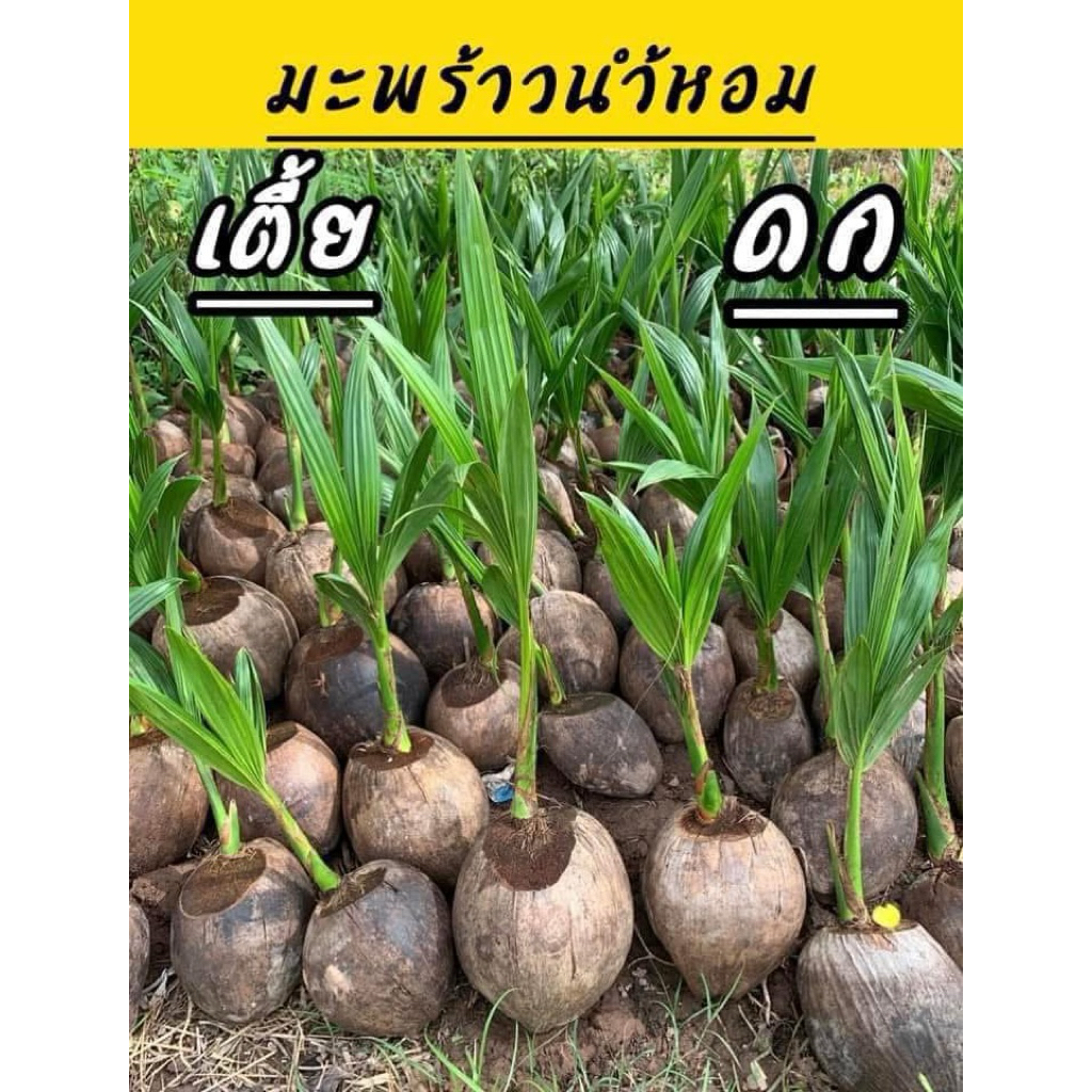 #ต้นมะพร้าวน้ำหอม ต้นเตี้ย บ้านแพ้ว นั่งเก็บได้ หวานหอมเนื้อนิ่มอร่อย
