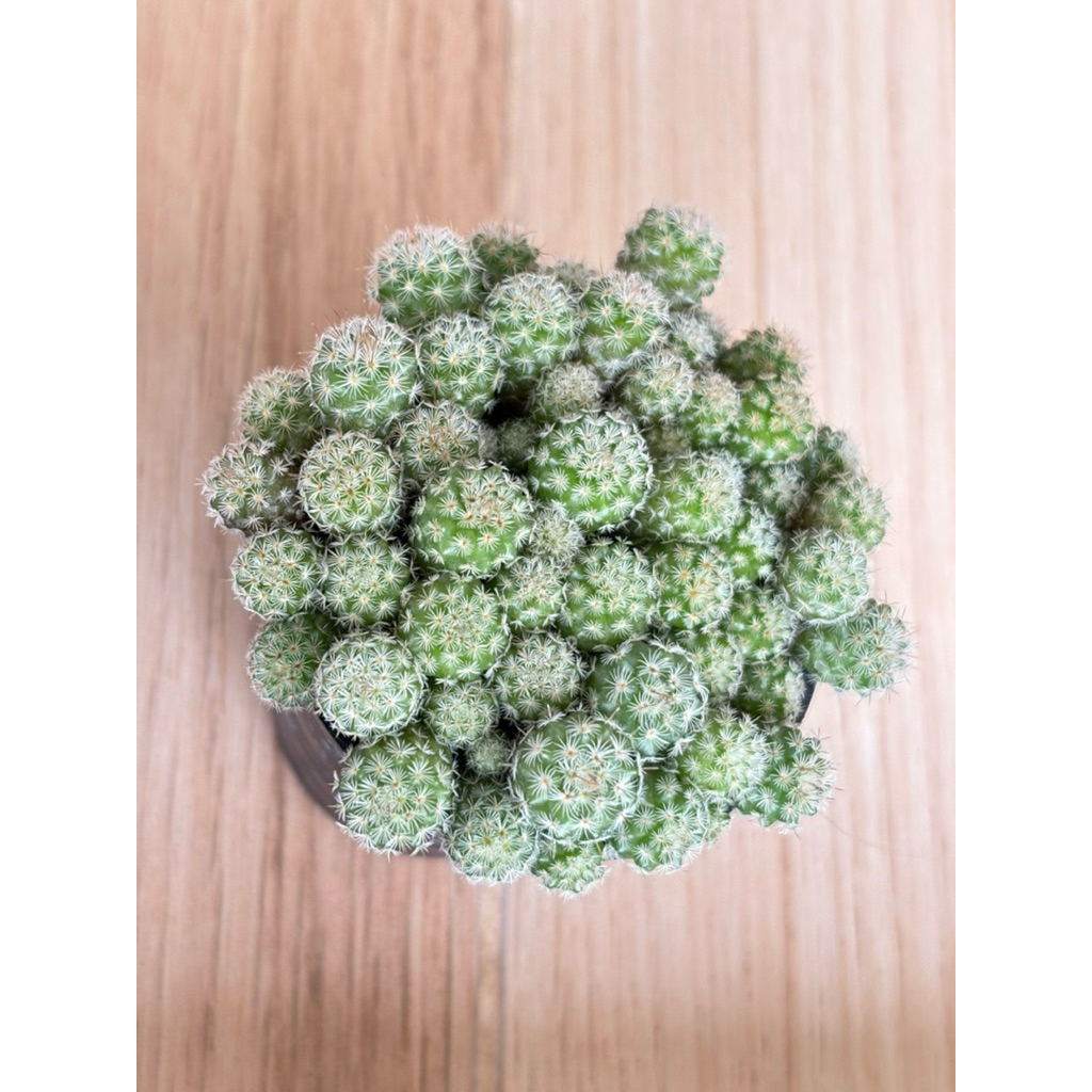 mammillaria huitzilopochtli แมมฮุย ไม้พอท กระถาง 2.5"
