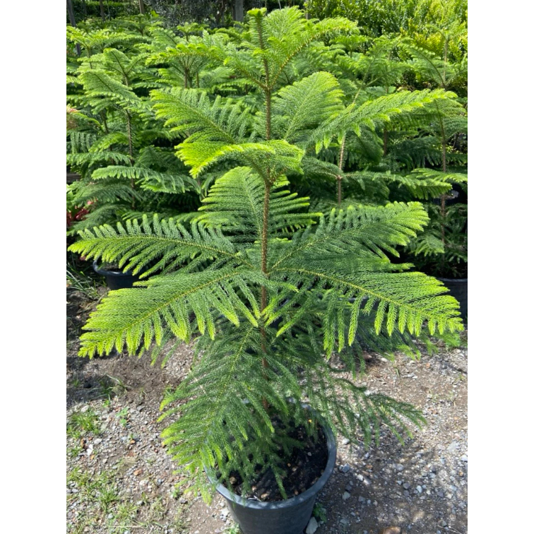 ต้นสนฉัตร Norfolk Island Pine ไม้ยืนต้น ไม้ประดับสวยงาม ดูแลง่าย ช่วยฟอกอากาศ