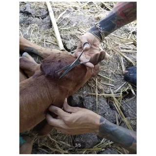 🟨ครีมป้ายเขา ครีมสูญเขา ขนาด 50 กรัม🐮ลูกพระโค🐮