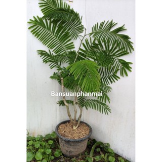 ต้นชะอม หนามน้อย ต้นกิ่งตอน สูง 60-80 ซม. กระถาง 10 นิ้ว