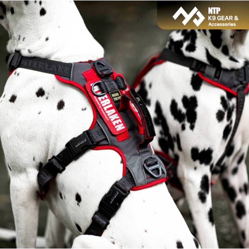 NTP สายรัดอกสุนัข Interlaken Earthtec slim 3.0 harness