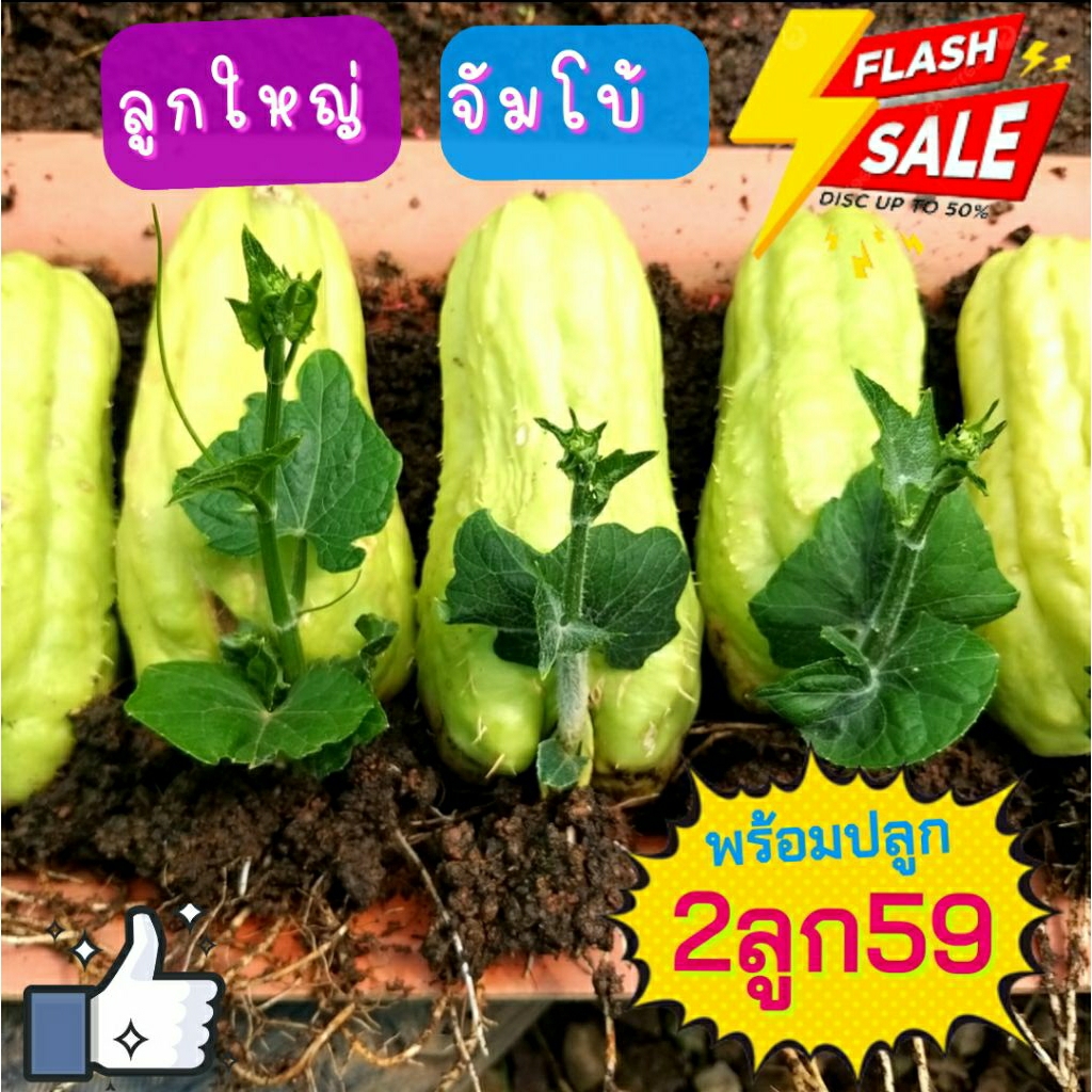 ☘พันธ์ุฟักแม้ว☘จัมโบ้☘พร้อมปลูก🔥รากแน่น ยอดสวยๆ🌱🌱