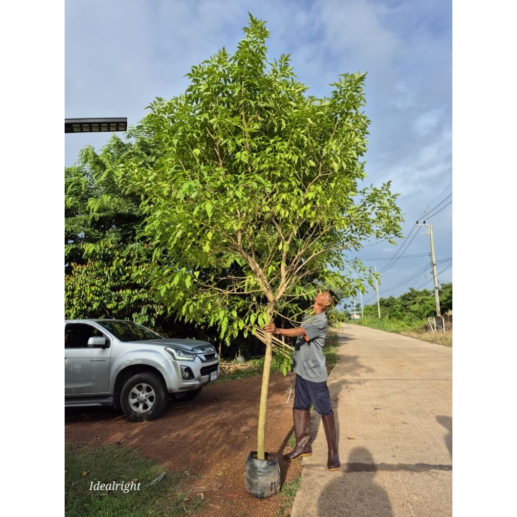 ต้นทองอุไรใหญ่บึ้ม หน้า2นิ้ว ใบเยอะ สูง 3 เมตร