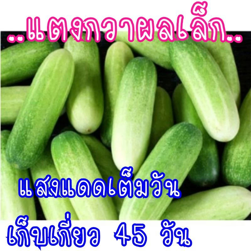 เมล็ดพันธุ์ แตงกวาหอมใบเตย แตงกวา เมล็ดพันธุ์แตงกวา เมล็ดแตงกวา แตงกวากลิ่นใบเตย พันธุ์แท้ 100% ผลผลิตต่อไร่สูง
