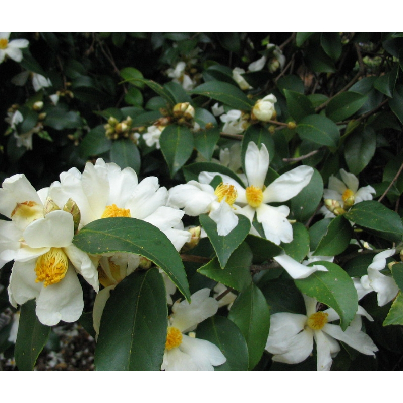 ต้นชาคามีเลีย โอลิเฟอรา /Camellia oleifera /ชาคามีเลียดอกสีขาว
