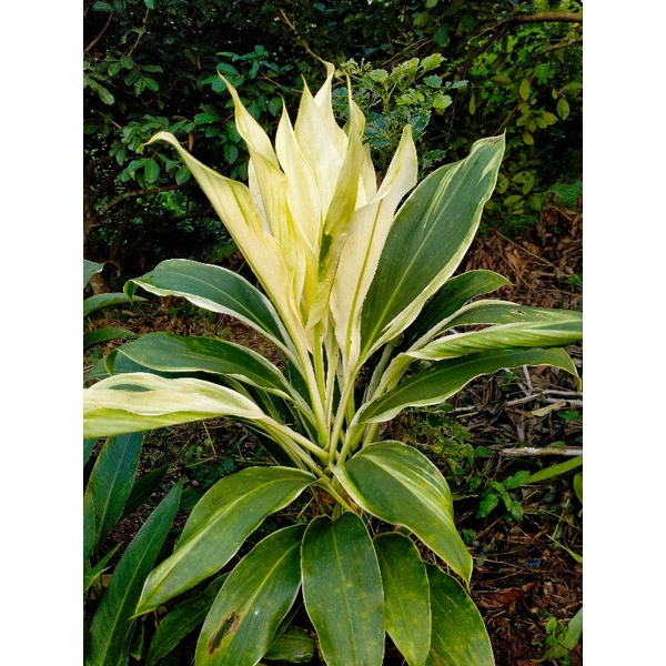 ต้นหมากผู้หมากเมีย เขียวด่างขาว ขายเป็นกิ่ง (ก่อนนำไปปลูกแช่น้ำไว้ก่อน 1 คืนนะคะ)