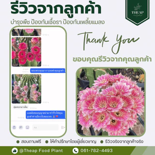 สเปรย์บำรุงพืช สูตรกระบองเพชร กล้วยไม้ และไม้อวบน้ำ​ THEAP Cactus
