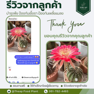 โปรโมชั่นแพ็คคู่สู้ฝน (สูตรบำรุงและสูตรป้องกันเชื้อรา) THEAP