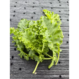ผักเคลสด ใบหยิก คะน้าเคล Kale ตัดสดทุกวัน สามารถนำไปประกอบอาหาร รับประทานได้
