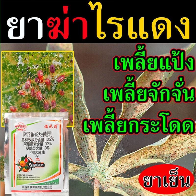 ฉีดพ่นครั้งเดียวตาย ยากำจัดไรแดง ยาฆ่าไรแดง ฆ่าทั้งตัวไรและไข่ เพลี้ยไรแดง กำจัดเพลี้ยไฟไรแดง เพลี้ย กำจัดแมลงได้กว้างขว