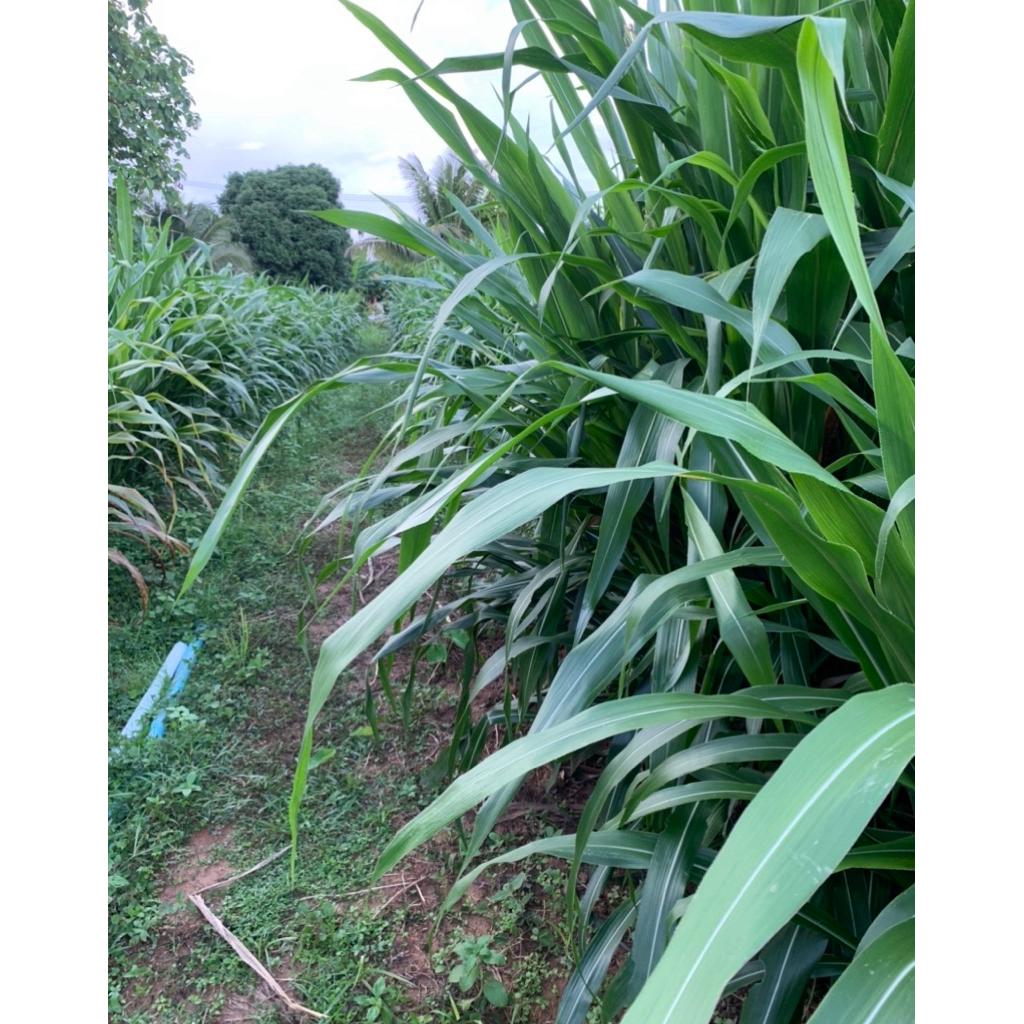 หญ้า ฮาลาฟัลบราซิลรากม่วง ของเเท้ หรือหญ้า ฮาราฟัสบราซิล 1 ชุด  ( 13 หน่อ) - รูปที่ 4