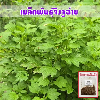 เมล็ดพันธุ์จิงจูฉ่าย 90-200 เมล็ด พันธุ์งอกดี โตไว ดูแลง่าย ปลูกได้ทุกฤดู โตดีในพื้นที่แดดจัดและชื้น (10แถม1)