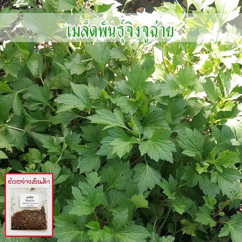 เมล็ดพันธุ์จิงจูฉ่าย 90-200 เมล็ด ปลูกง่ายในพื้นที่จำกัด ดูแลไม่ยุ่งยาก ปลูกง่าย โตไว แม้ในกระถาง (10แถม1คละได้)