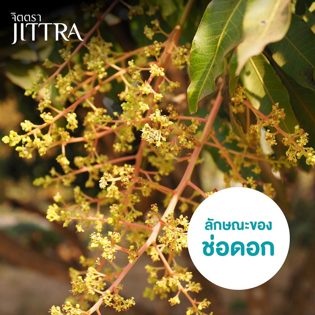 จิตตรา ต้นพันธุ์มะม่วงยายกล่ำ เสียบยอดสูง 60-80 ซม. โตไวให้ผลเร็ว พร้อมส่ง เคลมฟรี ต้นพันธุ์ผลไม้ - รูปที่ 4