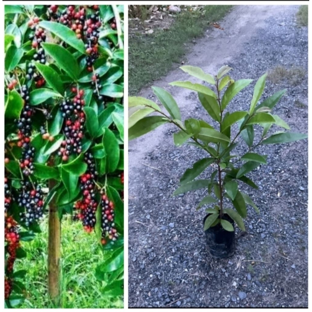 ต้นหมากเม่า พันธ์มะเม่าหลวงภูพาน พวงดกผลสุกรสเปรี้ยวอมหวาน(สูง60-80ซม)พร้อมปลูก