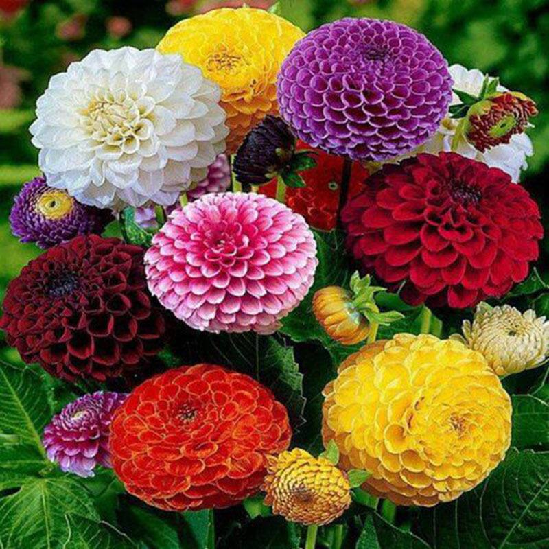 High Quality Zinnia Flower Seeds (Mixed Color/100 Seeds) Garden Flower Plant Seeds Potted Flowering 