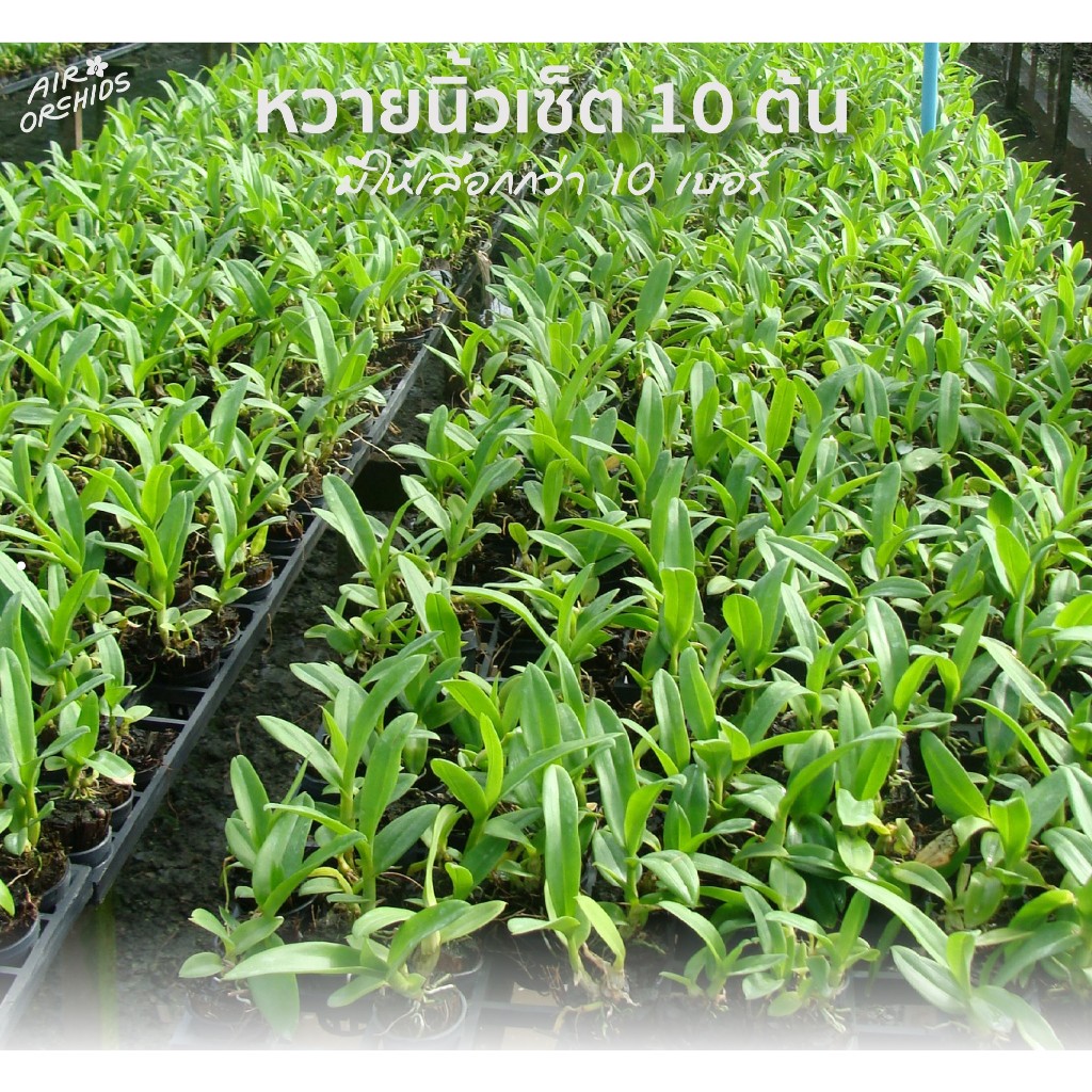กล้วยไม้หวายนิ้ว (Dendrobium)-เซ็ตละ 10 ต้น (กระถาง 1 นิ้ว) ราคา ถูกที่สุด ดีลบีเคเค แกลเลอรีภาพที่ 3